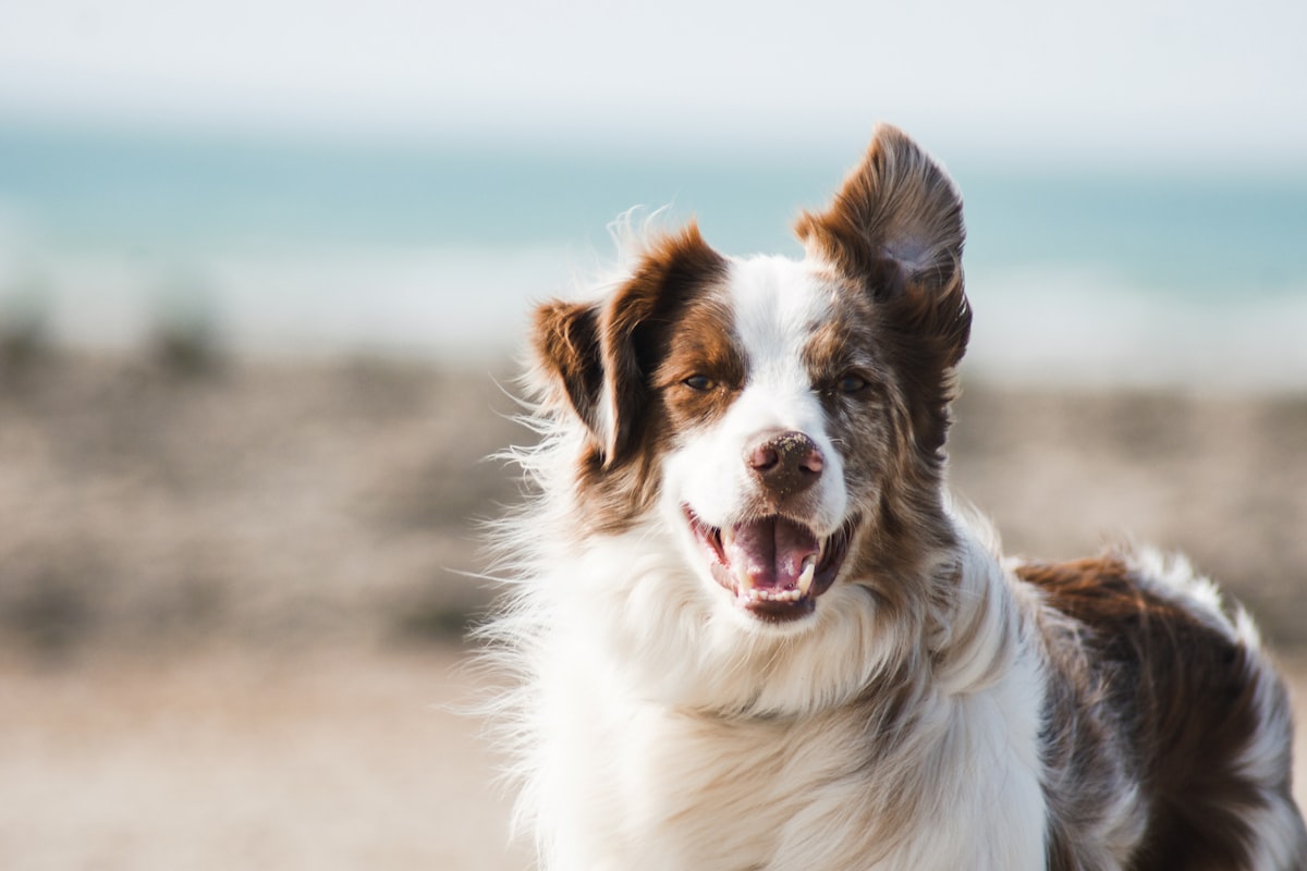 Dog Training in Mountain View, California: How to Find the Right Help for Your Dog